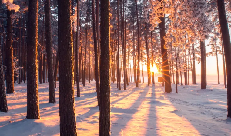 sunset snowy trees