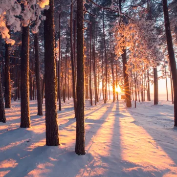 sunset snowy trees